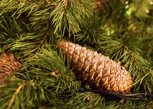 Cone longo marrom cônico no ramo de abeto fofo close-up natal design cartão festivo colorido — Fotografia de Stock
