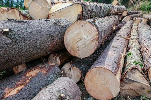 Troncos gruesos largos pino muchas madera recta construcción simétrica eco materiales de construcción de fondo de diseño —  Fotos de Stock