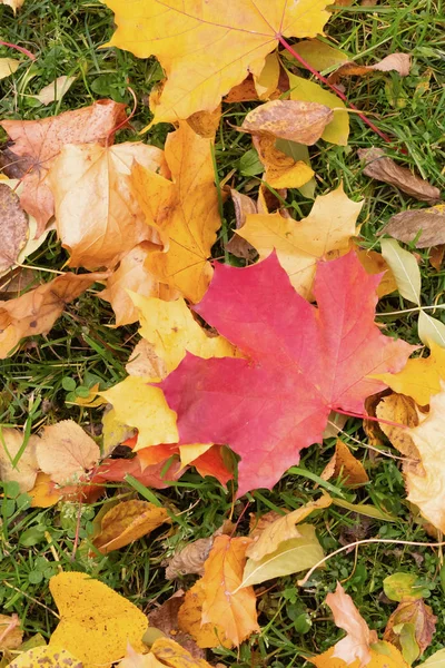 Acero foglia rosso giallo su erba verde colorato sfondo flora città parco autunno paesaggio — Foto Stock