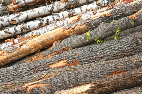 バーチ樹皮リンデングレーの背景多くの木製ベースの丸太の傾斜山 — ストック写真