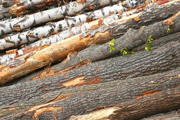 inclined pile of logs of birch bark linden gray background many wooden base