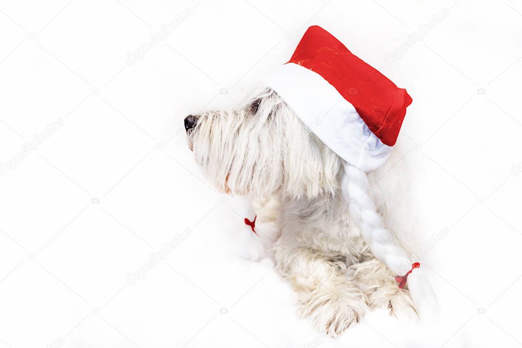 west highland white terrier christmas hat red santa claus on white isolated background
