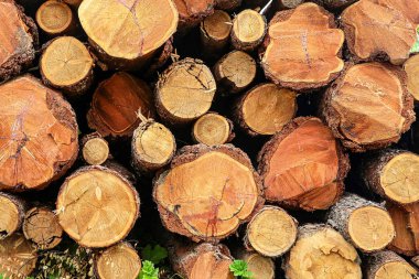 yığın ağaç gövdeleri doğal doku malzeme taban tasarımı rustik eko malzeme kadar yakın