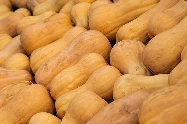 arka plan sebze mevsimlik uzun portakal kabak closeup eğik tasarım