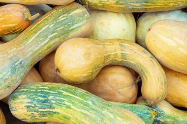 olgun kabak uzun sarı yeşil yakın çekim arka plan sebze sonbahar hasat