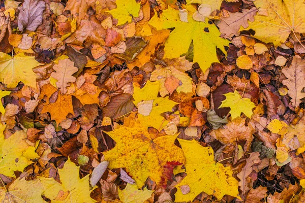 Giallo marrone foglie caduto vecchio acero sfondo base autunno paesaggio base scuro modello — Foto Stock