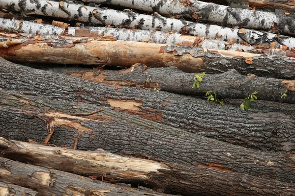 Abedul de roble pila troncos de árbol horizontales de madera de fondo construcción de tala —  Fotos de Stock