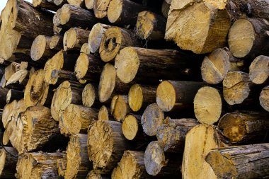 günlükleri dökülen ağaçlar günlükleri son yatay yığın bej kahverengi ahşap arka plan