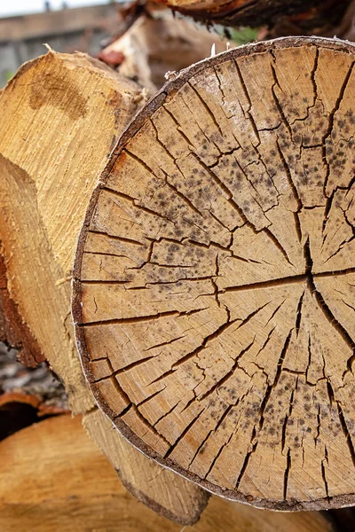 Superfície de madeira velha rachado lotes de traços fim de log close-up base rústica — Fotografia de Stock