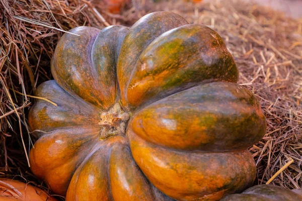 Mûr grande citrouille nervurée écorce dure automne récolte fond base — Photo