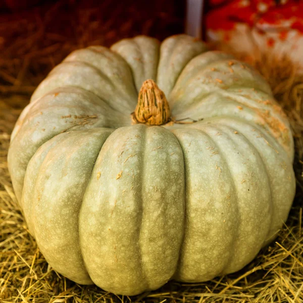 Calabaza verde gris grande acanalado primer plano vegetal temporada otoño granjero ingredientes platos —  Fotos de Stock