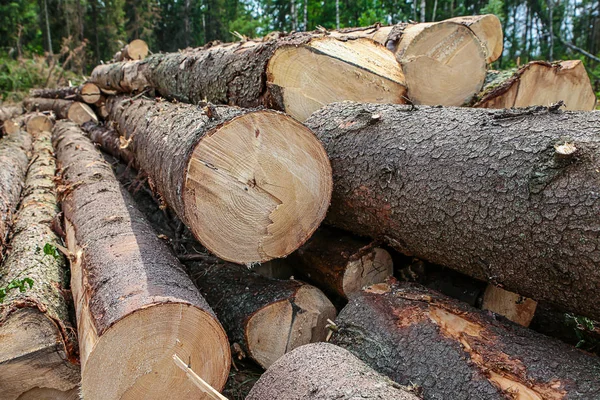 Longues tiges pin lisse écorce dure brun bout de bûches anneaux annuels — Photo