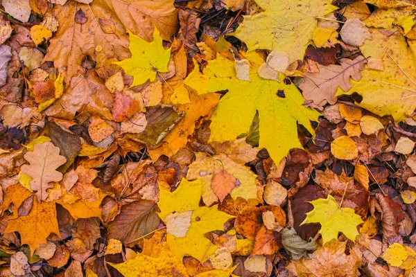 Brązowy czerwony jesień klon liść na dół stary tło spadła zielony — Zdjęcie stockowe