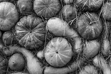 tek renkli arka plan gri tasarım sonbahar baz kabak seti kavisli yuvarlak