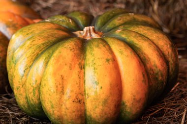nervürlü kabak büyük sebze sarı-yeşil tek parça yakın çekim sonbahar tasarımı