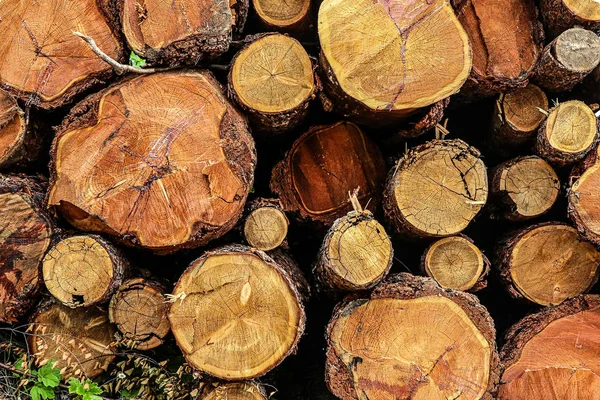 Ahşap doku tabanı ağaç sert taban rustik tasarım desen kesilmiş ahşap ucu testere — Stok fotoğraf