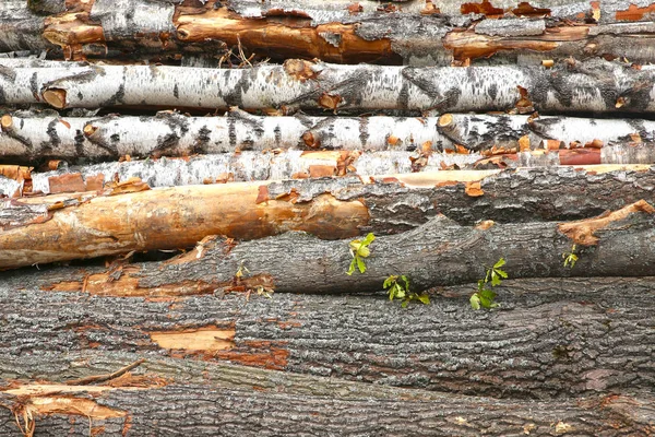 Břízy kmeny velký balík horizontální řada zavřít pozadí rustikální stavební materiál — Stock fotografie