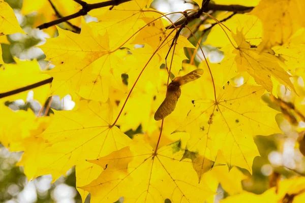 Foglie gialle acero raggirato sfondo soleggiato primo piano floreale sfondo autunno disegno — Foto Stock