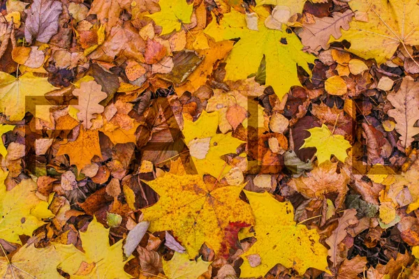 Sfondo foglie cadute giallo marrone iscrizione lettere trasparenti Autunno iscrizione autunno design base — Foto Stock