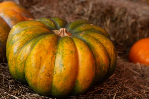 Gran calabaza madura acanalada cosecha otoño estilo rústico sobre una pila de heno fondo vegetal —  Fotos de Stock