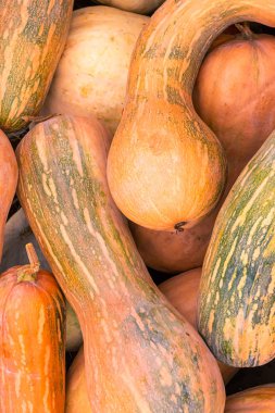 tasarım dikey turuncu muscat kabak uzun sebze arka plan tabanı