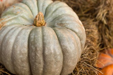kuru bej saman çiftliği tasarımı arka planda açık yeşil nervürlü kabe