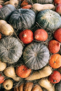 dikey arka plan tabanı yuvarlak yeşil kabak turuncu mini sebze seti doğal eko hasat