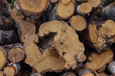 büyük küçük huş ağacı kütüğü düştü yıl sonu halkaları desen eko rustik yakın çekim ağaç sırası