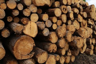 yığılmış yığın gövdeler sonu testere ahşap eski yıpranmış kırık testere kesilmiş arka plan tabanı