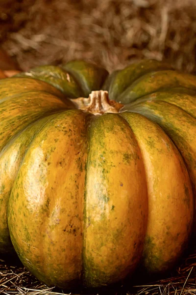 Grande récolte d'automne légumes mûrs côtelés entiers sur fond de foin gros plan — Photo