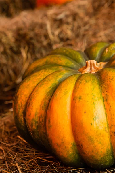 Calabaza entera maduro diseño de la cosecha de otoño grande acanalado sobre un fondo de heno rústico fondo ecológico —  Fotos de Stock