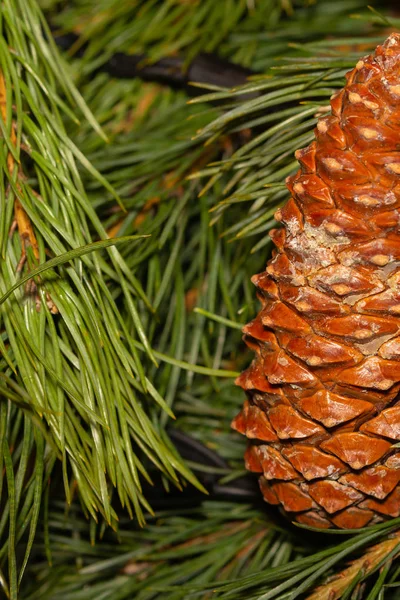 Fundo de cone de pinho marrom no longo pinheiro agulha cópia espaço base cartão festivo — Fotografia de Stock