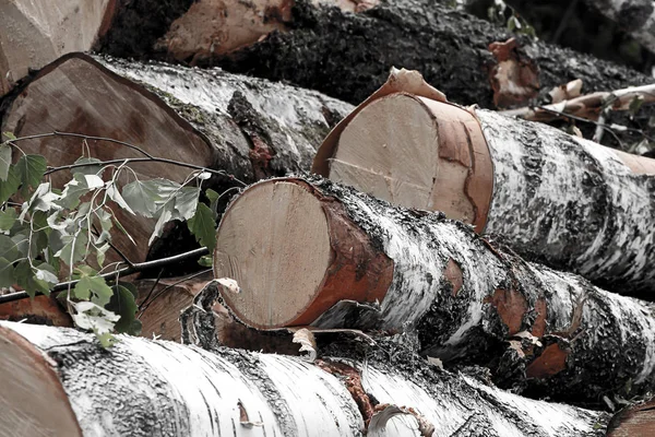 Břízy vylití hladké čisté velké kácení stromů kácení pod výstavbou venkovská — Stock fotografie