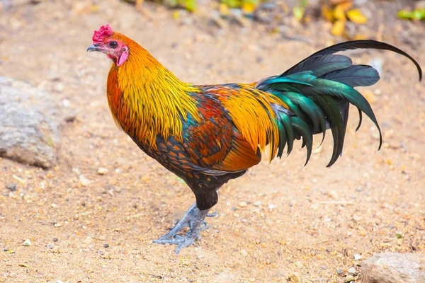 Amarelo laranja galo esmeralda cauda verde em pé na areia. galo brilhante colorido tailandês — Fotografia de Stock