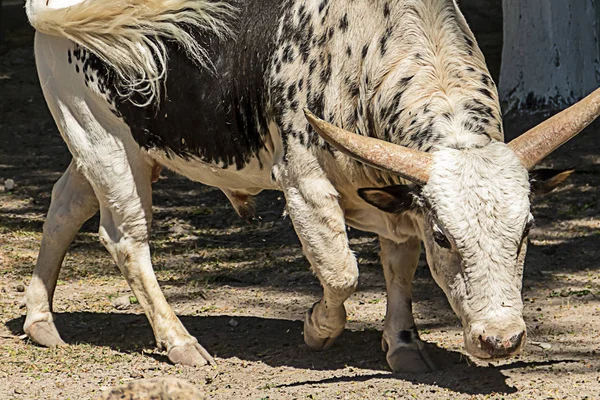 Grande touro branco preto watusi forte gado asiático exótico luz solar close-up — Fotografia de Stock