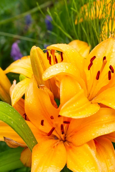 Длинные лепестки оранжевых цветов, мокрые с утренней росой крупным планом — стоковое фото