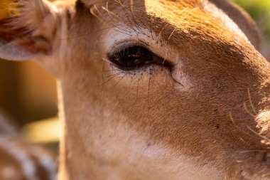 koyu gözlere baş genç açık kahverengi geyik odak güneşli gün kapatın