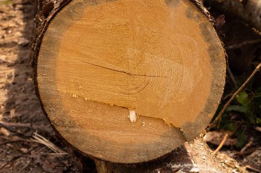 doğal ahşap arka plan tomruk kahverengi ahşap closeup kesme