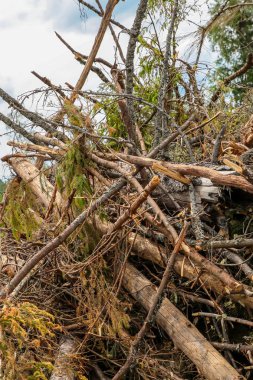 ladin huş dalları kırık güçlü rüzgar yığını kırık eski yüksek arka plan tabanı