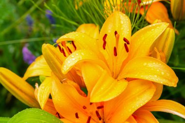 büyük turuncu zambaklar yaz çiçekleri yakın çekim parlak tasarım şenlikli çalı