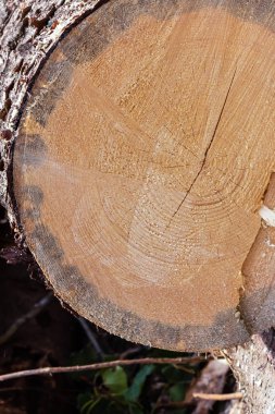 çam kütük büyük kalın gövde pürüzsüz testere yakın açık kahverengi kırık kesilmiş