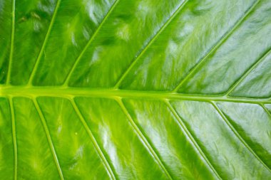 yeşil muz yaprağı dikey çizgili tropikal tasarım asya arka plan tabanı