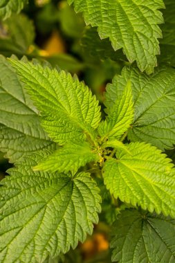 taze yeşillik yeşil ısırgan ot sokması yakın çekim flora tasarımı