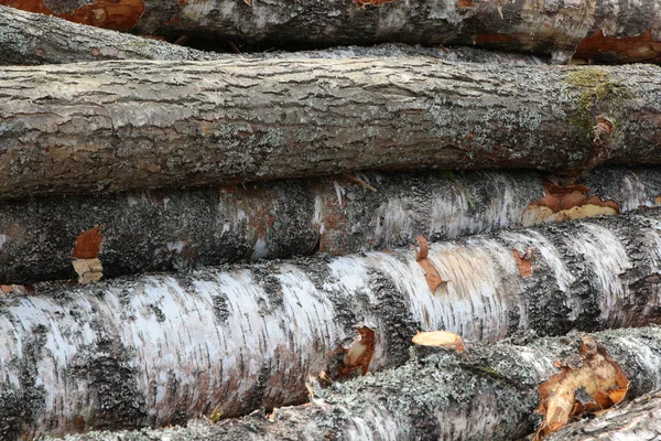 Hilera troncos paralelos abedul tilo fondo edificio madera desigual duro —  Fotos de Stock