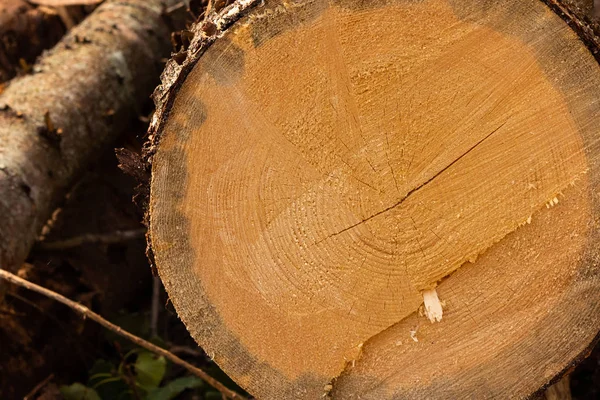Temiz pürüzsüz testere kesilmiş büyük ağaç kahverengi closeup kahverengi doğal arka plan — Stok fotoğraf