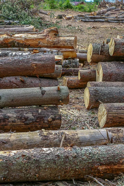 Купа дерев'яних колод набір пиляних дерев багато стовбурів на першому тлі запасу — стокове фото