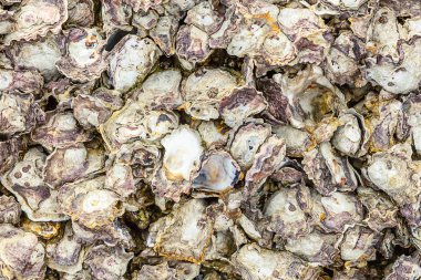 gri flora arka plan deniz yıpranmış ışık birçok deniz kabukları desen doğal