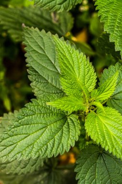 yeşil openwork ısırgan otu yaprakları bitki yabani bahar kadar yakın