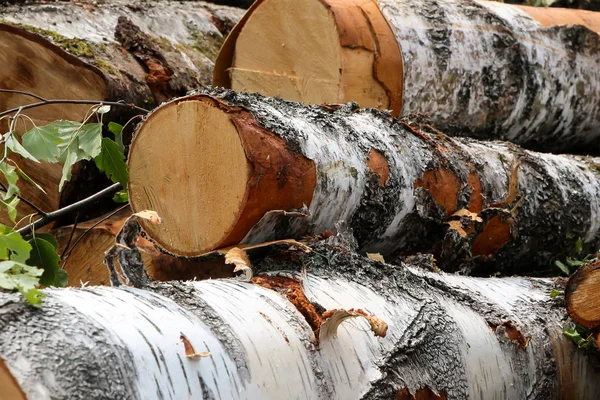 Lange berken Trunks witte lijnen zwarte streepjes Bark Tough einde log close-up achtergrond — Stockfoto