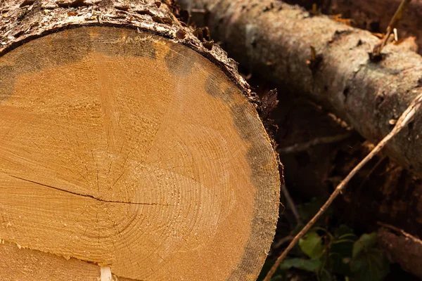 koyu kahverengi ağaç kesme sonu kadar ince gövde arka plan günlüğü kapatın